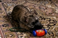 Cairn-Terrier, Welpe, 9 Wochen alt, mit Spielzeug   /   Cairn Terrier, puppy, 9 weeks old, with toy