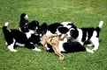 Polnische Niederungshuetehunde, Welpen, 8 Wochen alt, spielen miteinander  

Kaufen Sie nur Welpen ab der achten Lebenswoche und mit korrekten Impfpapieren!