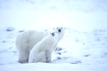 Eisbaer, Polar Bear, Thalassarctos maritimus, Mutter mit Jungen