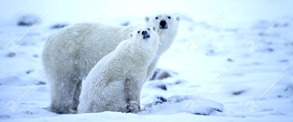Eisbaer, Polar Bear, Thalassarctos maritimus, Mutter mit Jungen