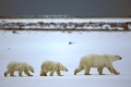 Polar bear, Eisbaer, Eisbär,
Ursus maritimus, Hudson Bay,
Churchill , Canada, Kanada.