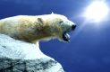 Eisbaer
Polar Bear
Churchill, Manitob, Kanada
Canada, cape churchill
ursus maritimus