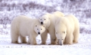 Polar bear, Eisbaer, Eisbär,
Ursus maritimus,
Churchill , Canada, Kanada.