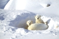 Polar bear, cub, 4 weeks old,
Polarbaer, Polarbär, Eisbaer, Eisbär,
Ursus maritimus, Churchill, Kanada.