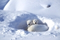 Polar bear, Eisbär,
Female & 2 cub's, Ursus maritimus,
Eisbärin mit zwei Kleinen,
Churchill, Manitoba, Canada.
