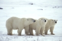 Polar bear, Eisbär,
Ursus maritimus,
Churchill, Canada
Photo: Fritz Poelking, Fritz Pölking