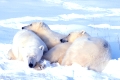 Junge Eisbaeren
Ursus maritimus
Kanada, Churchill