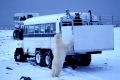 Eisbaer und Touristenfahrzeug
Ursus maritimus
Kanada, Churchill