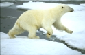 Polar bear, Eisbaer, Eisbär, Ursus maritimus, in summer,
Spitzbergen, Svalbard,