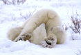 Polar bear, Eisbaer, Eisbär,
Ursus maritimus,
Churchill , Canada, Kanada.