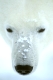 Polar bear, Eisbaer, Eisbär,
Ursus maritimus,
Churchill , Canada, Kanada.
Phot