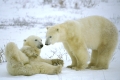 Polar bear, Eisbaer, Eisbär,
Ursus maritimus, Hudson Bay,
Churchill , Canada, Kanada.