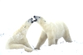 Eisbaer, Polar Bear, Thalassarctos maritimus, spielerisch, kaempfend