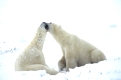 Eisbaer, Polar Bear, Thalassarctos maritimus, spielerisch, kaempfend
