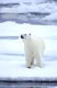 Polar bear, Eisbaer, Eisbär, Ursus maritimus, in summer,
Spitzbergen, Svalbard,
Original Photo: Fritz Poelking, Fritz Pölking
A nature document. not arranged or manipulated.