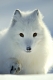 Polarfuchs im Schnee, (Alopex lagopus)
