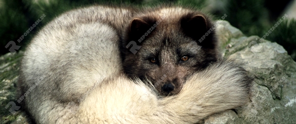 Eisfuchs (Polarfuchs), Arctic Fox (Alopex lagopus)