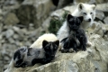 Polarfuchs, Arctic Fox, Alopex lagopus