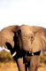 Afrikanischer Elefant, african elephant, Loxodonta africana, Chobe Nationalpark, Botswana, Afrika, africa