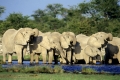 Afrikanischer Elefant, Elephant, Loxodonta africana, Etoscha NP,  Namibia, Afrika, Wasserstelle, waterhole
