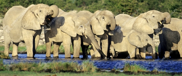 Afrikanischer Elefant, Elephant, Loxodonta africana, Etoscha NP,  Namibia, Afrika, Wasserstelle, waterhole