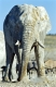 Afrikanischer Elefant, Bulle, Namibia
