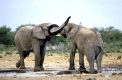 Afrikanischer Elefant, Elephant, Loxodonta africana, Etoscha NP, Namibia,  Afrika, Wasserstelle