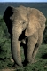 Afrikanischer Elefant (Steppenelefant), African Elephant, Loxodonta africana, Addo-Elephant National Park, Suedafrika, South Africa