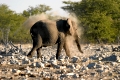 Elefant beim Einstauben um laestige StechmÃ¼cken abzuhalten, Afrikanische Elefanten, african elephants, Loxodonta africana
