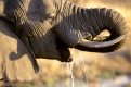 Afrikanischer Elefant, trinkend, loxodonta africana, Afrikanische Elefanten, african elephants,