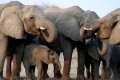 Afrikanische Elefanten, african elephants, Loxodonta africana