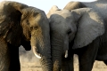 Afrikanische Elefanten, african elephants, Loxodonta africana