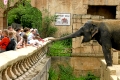 Afrikanische Elefanten, african elephants, Loxodonta africana, Kinder bei einem Elefanten im Zoo