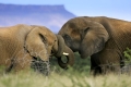 Afrikanische Elefanten, african elephants, Loxodonta africana, Namibia