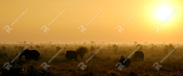 Afrikanische Elefanten, african elephants, Loxodonta africana, Krüger NP, Südafrika