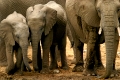 Afrikanische Elefanten, african elephants, Loxodonta africana, Etosha NP, Namibia