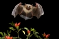 Grosses Mausohr, (Myotis myotis), Deutschland, Fledermaus im Flug, fliegend, Fledermaeuse, fliegt, Hagebutten, Hagedorn, Weißdorn, Fruechte, beringt, mit Ring | Greater mouse-eared bat, (Myotis myotis), Germany, bat in flight, bats, flying, haw, hawthorn, large, fruits, ringed, with ring