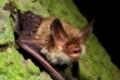 Bechstein_Fledermaus, Myotis bechsteinii, bechsteins bat