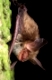 Bechstein_Fledermaus, Myotis bechsteinii, bechsteins bat