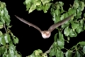 Mausohrfledermaus, Myotis myotis, mouse-eared bat