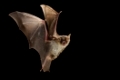 Grosses Mausohr, (Myotis myotis), fliegend, im Flug, nachts, Fledermaus, Fledermaeuse, Deutschland, Greater Mouse-eared Bat, in flight, flying, at night, bats, Germany