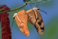 Butterflies, pair,  mating   /   (Dryas julia)   /   Fackeln, Paar, kopulierend