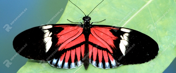Passion Flower Butterfly  /   (Heliconius melpomene)   /   Passionsblumenfalter