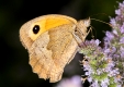 Schmetterling, butterfly,