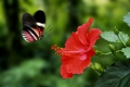 Passion Flower Butterfly and Hibiscus flower  /   (Heliconius melpomene)   /   Passionsblumenfalter und Hibiskusbluete