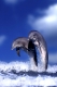 Bottlenose Dolphins   /   (Tursiops trunctatus)   /   Grosse Tuemmler
