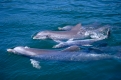 Grosser Tuemmler und Junges, bottlenose dolphin with young, tursiops truncatus, roatan, honduras