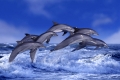 Bottlenose Dolphins  /   (Tursiops trunctatus)   /   Grosse Tuemmler