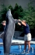 Delfin mit Trainer
Dolfin with Coach
New york Aquarium