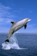 Bottlenose Dolphin   /   (Tursiops trunctatus)   /   Grosser Tuemmler, Delphin